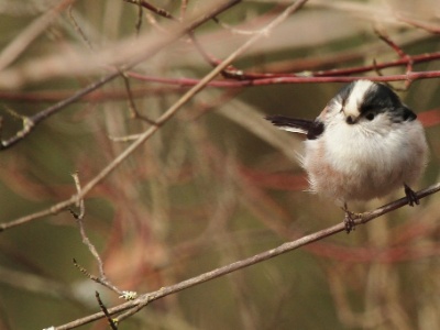 IMG 1608Crop
