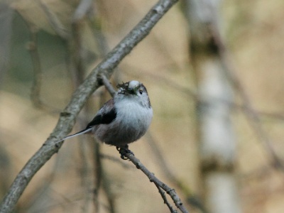 IMG 3161crop