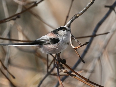 IMG 7522Crop