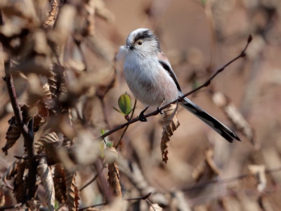 JA8A7904 copy  FRA: Mésange à longue queue GRB: Long-tailed tit DEU: Schwanzmeise ESP: El mito (Aegithalos caudatus) ITA: codibùgnolo RUS: Длиннохвостая синица CHN: 银喉长尾山雀
