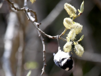 IMG 2502Crop