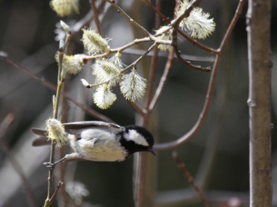 IMG 2514Crop