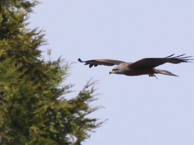 IMG 1517Crop