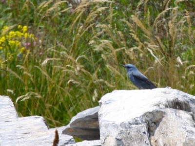 IMG 3751Crop