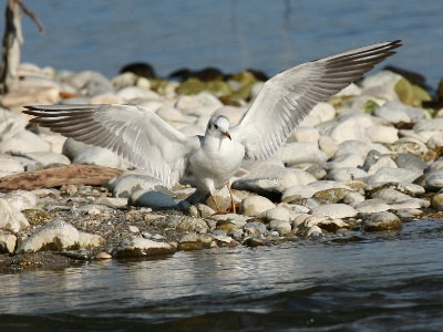 IMG 2953Crop