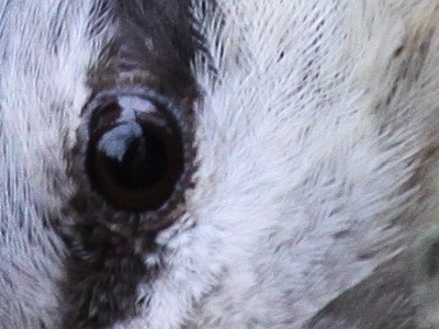 Oeil
