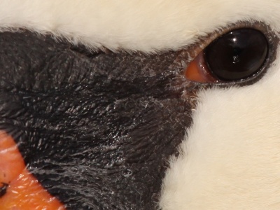 IMG 9053Crop