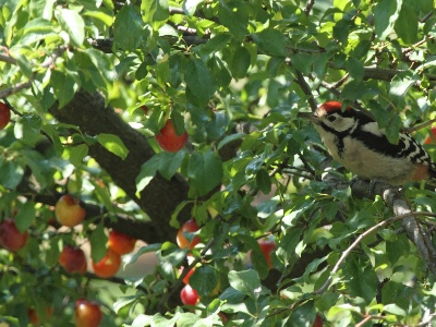 PicEpeiche