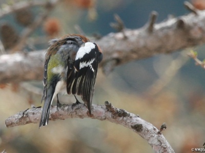 IMG 4017Crop