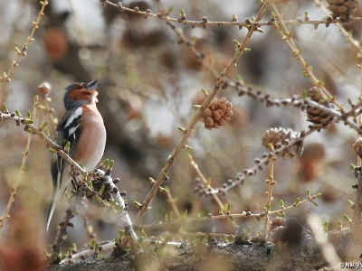 IMG 4027Crop