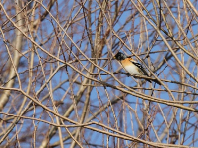 IMG 0099Crop