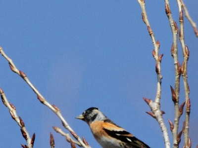 IMG 0117Crop