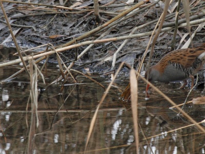 IMG 1318 2Crop