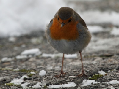 IMG 1036Crop