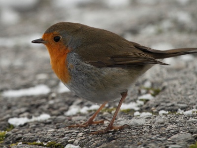 IMG 1039Crop