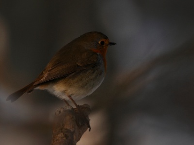 IMG 1151Crop