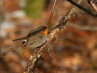 IMG 1627Crop