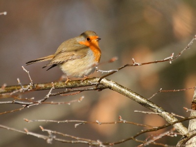 IMG 1663Crop