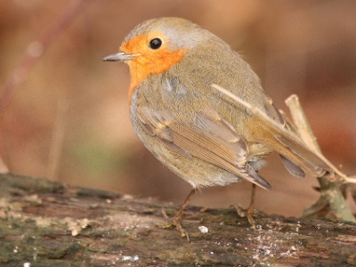 IMG 1821Crop