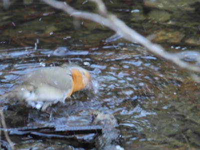 IMG 9309Crop