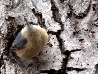 IMG 2037Crop