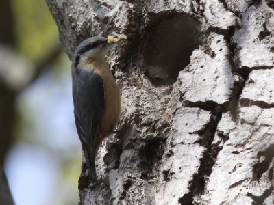 IMG 2939Crop