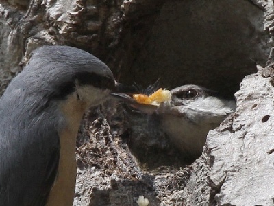 IMG 2946Crop2