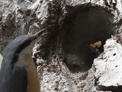 IMG 2948Crop