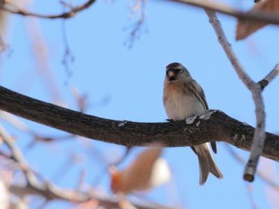 IMG 4596Crop