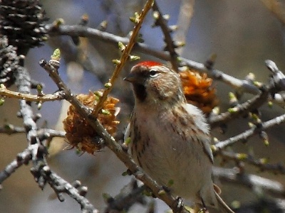 IMG 5015Crop