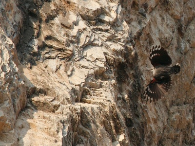 IMG 2217Crop