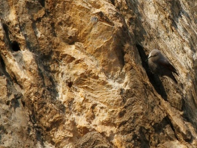 IMG 2253Crop