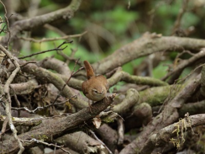 U09A8658 copy  FRA: Troglodyte mignon (Troglodytes troglodytes) GRB: Winter Wren DEU: Zaunkönig ESP: El chochín ITA: scricciolo comune RUS:  Крапивник CHN: 鹪鹩