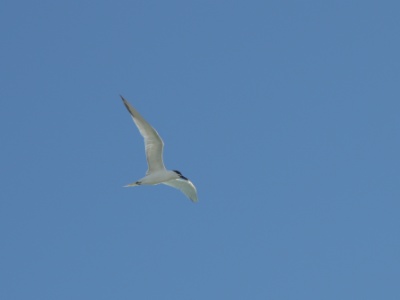JA8A5700 copy