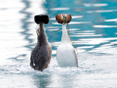 328A4934 copy  FRA: Grèbe huppé (Podiceps cristatus) GRB: Great crested grebe DEU: Haubentaucher ESP: Podiceps cristatus ITA: Podiceps cristatus RUS:  CHN: 鳳頭鷿鷈