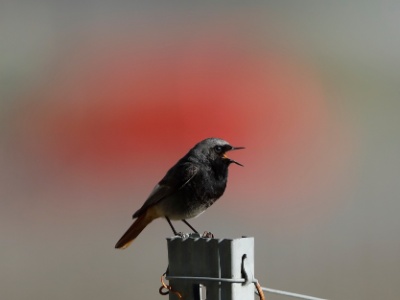 328A5031 copy  FRA: Rougequeue noir (Phoenicurus ochruros) GRB: Black Redstart DEU: Hausrotschwanz ESP: Phoenicurus ochruros ITA: Phoenicurus ochruros RUS: Горихвостка-чернушка CHN: 赭红尾鸲