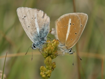 IMG 4302Crop