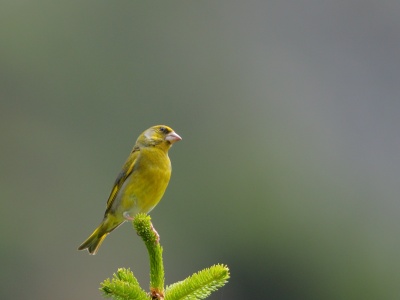 JA8A3793 copy
