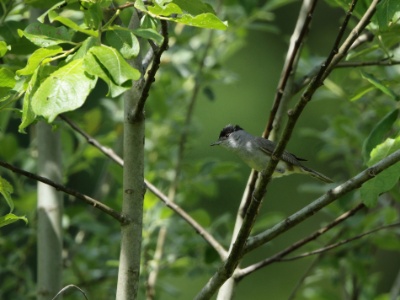 JA8A4396 copy  FRA: Fauvette à tête noire (Sylvia atricapilla) GRB: Eurasian blackcap DEU: Mönchsgrasmücke ESP: Sylvia atricapilla ITA: Sylvia atricapilla RUS: Черноголовая славка CHN: