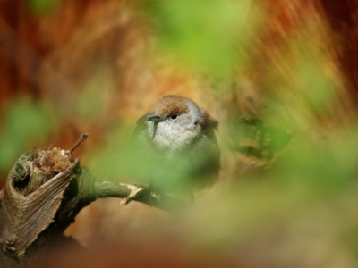 U09A8994  FR: Fauvette à tête noire (Sylvia atricapilla) UK: Eurasian blackcap DE: Mönchsgrasmücke ES: Sylvia atricapilla RU: Черноголовая славка
