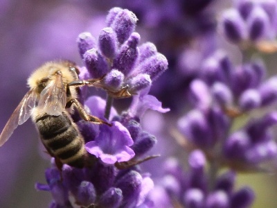 IMG 6861Crop
