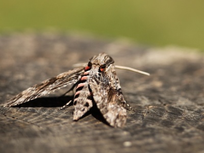 IMG 2589C  FR: Sphinx du liseron ou sphinx à cornes de bœuf (Agrius convolvuli L. ) UK: Agrius convolvuli DE: Der Windenschwärmer