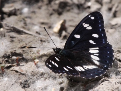 IMG 4673Crop  FR: Sylvain azuré(Limenitis reducta) UK: Limenitis reducta DE: Der Blauschwarze Eisvogel
