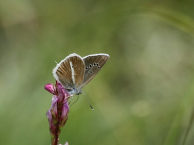 IMG 7865Crop
