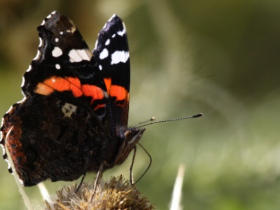 IMG 8369Crop  Vulcain (Vanessa atalanta)