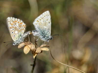 U09A0085C  FR: Argus bleu ou Azuré commun ou Azuré de la Bugrane (Polyommatus icarus) UK: Common blue DE: Der Hauhechel-Bläuling