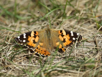 U09A0688  Vulcain (Vanessa atalanta)