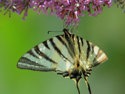 U09A4925  FR: Le Flambe(Iphiclides podalirius) UK: Scarce swallowtail DE: Segelfalter