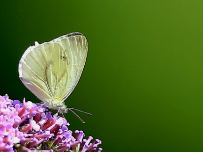 U09A4964copy