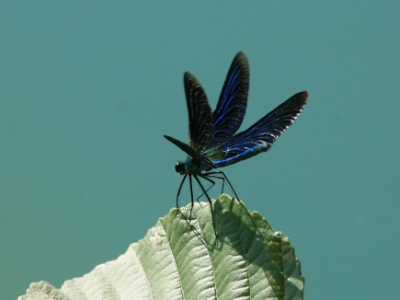 Dragonflies